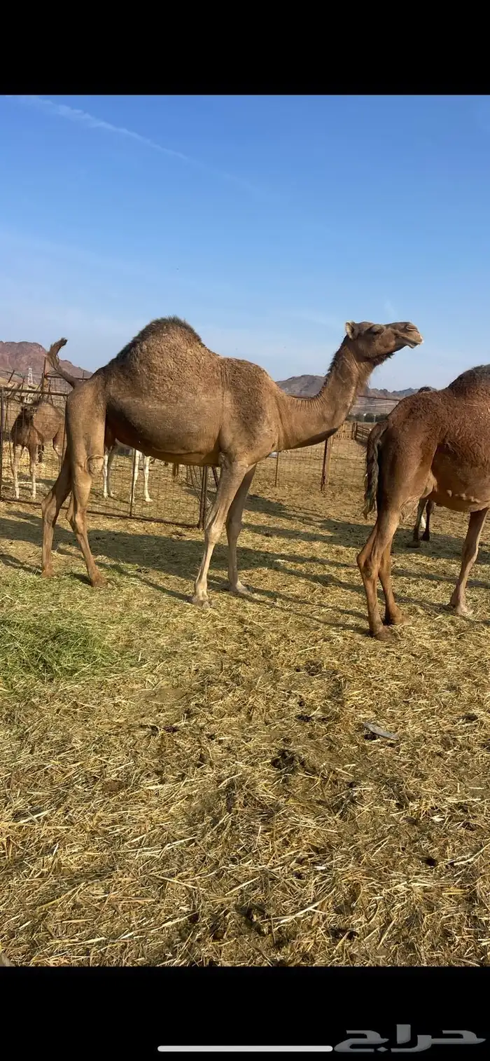 لقحات 2حمر طيبات الحد من 5600 2