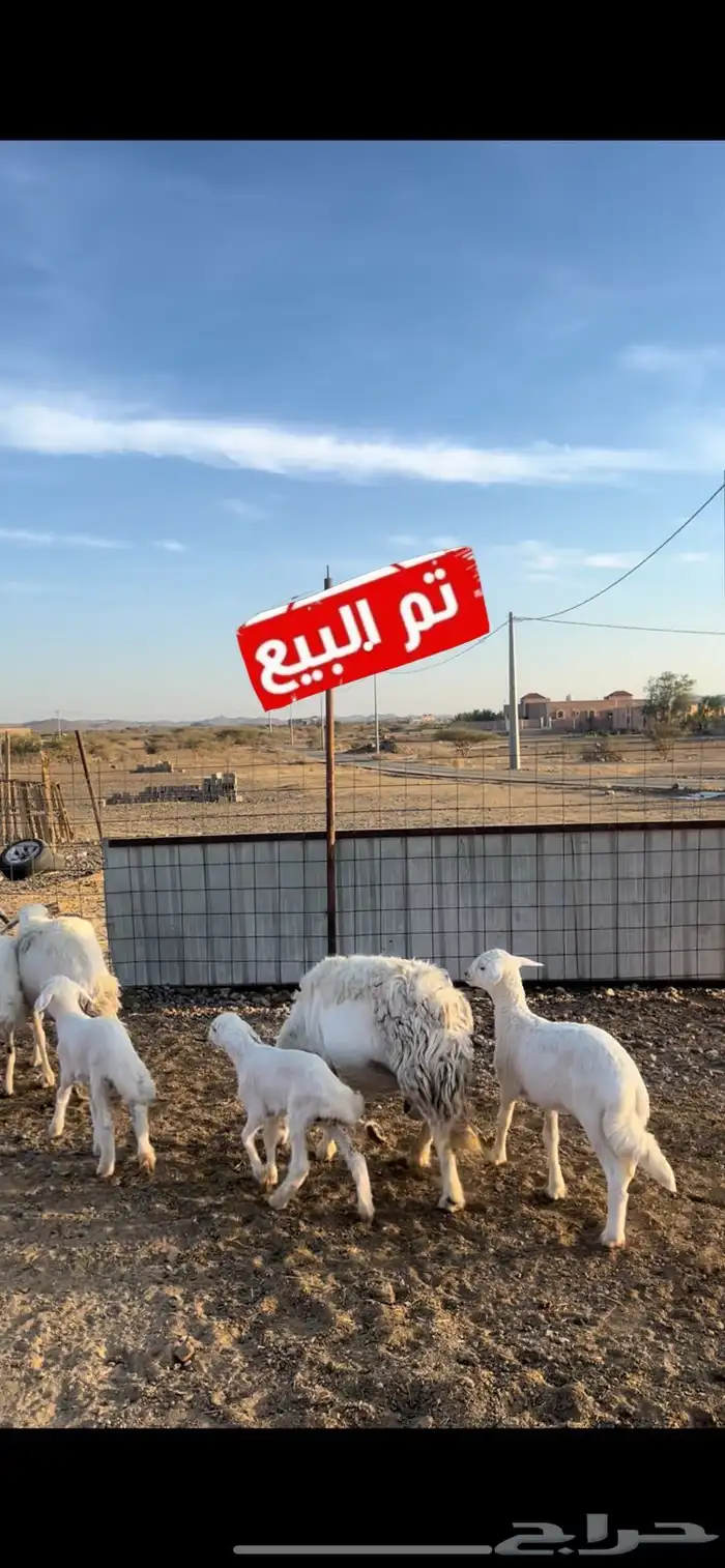 3ضان تحتها 3 بهم 0