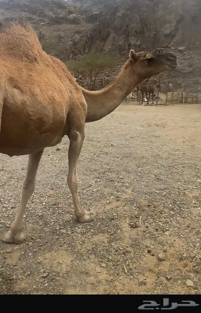 ناقه حمر طيبه للبيع 1