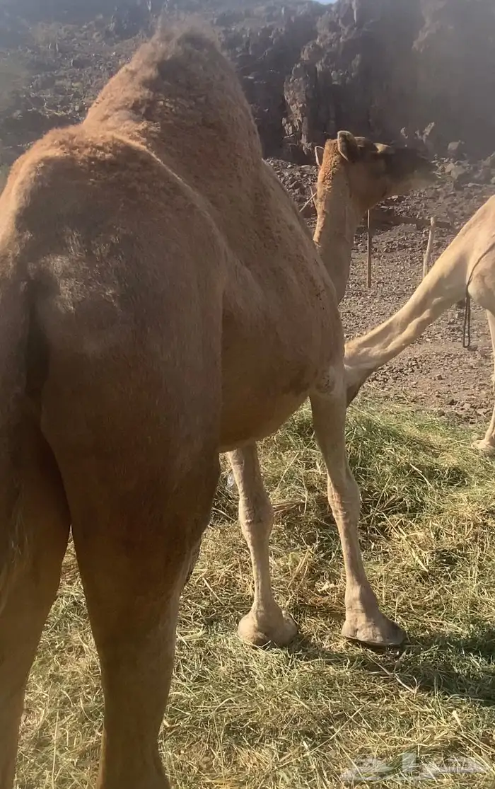 ناقه حمر طيبه للبيع 2