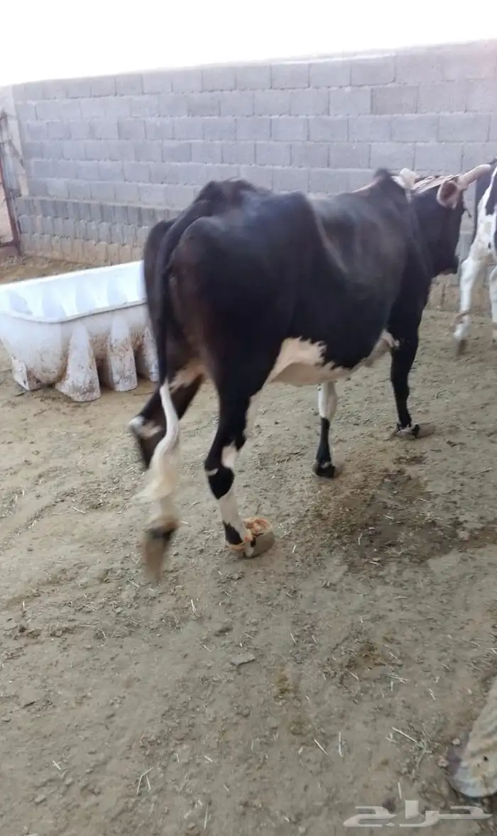 بقرة للبيع 4