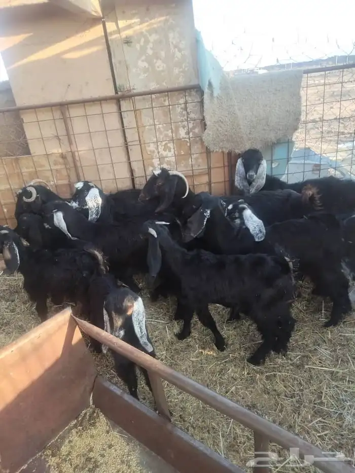 بهم وتيوس للبيع 3