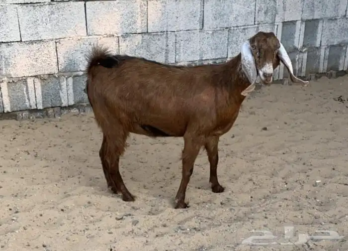 جفره حمراء دافع 1