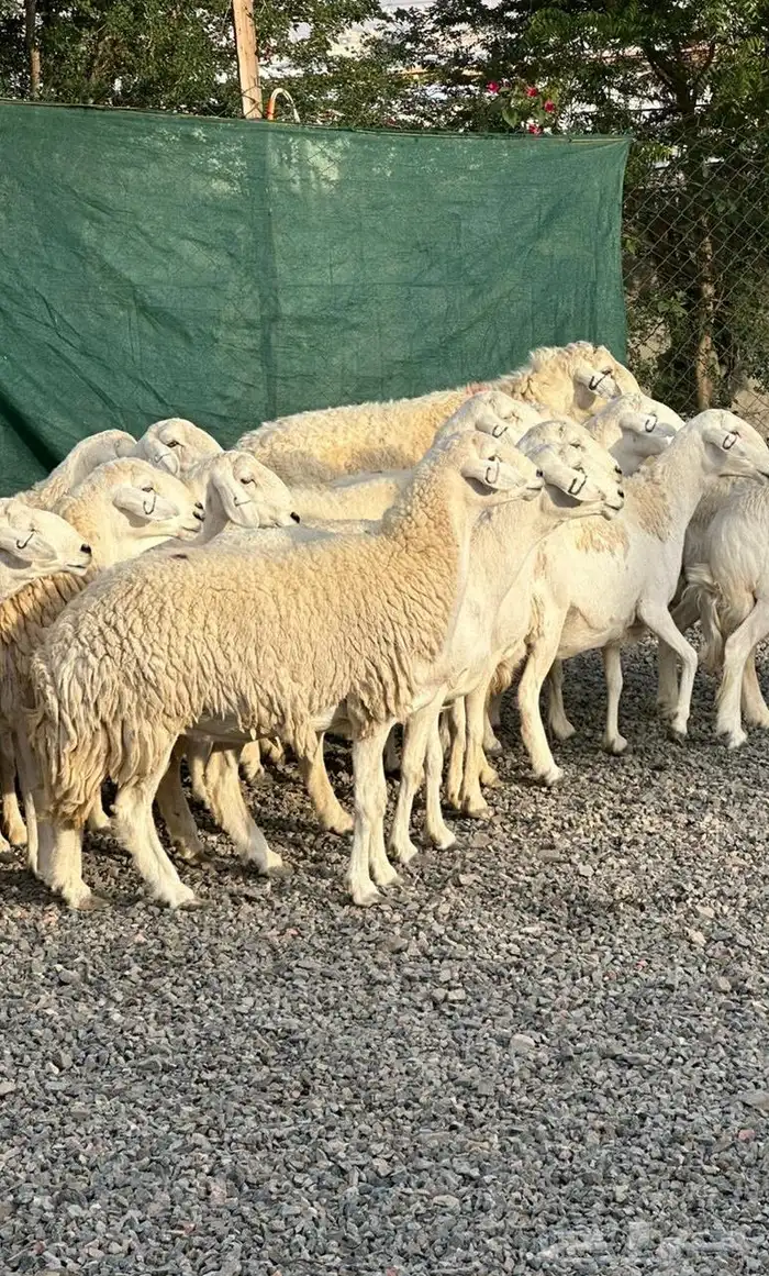 ضان حريات حرش صنف الصنف 0