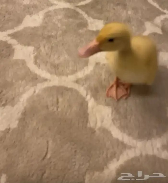 بطه بكيني مع اكله 1