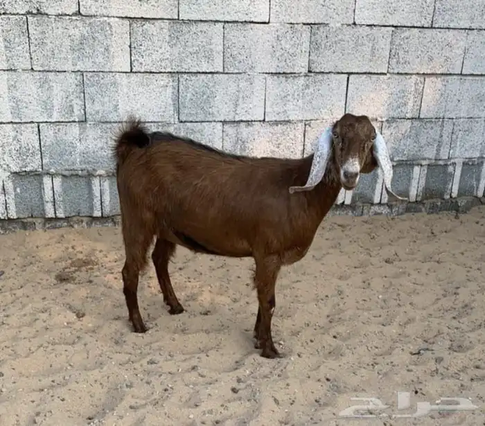 جفره حمراء دافع 0