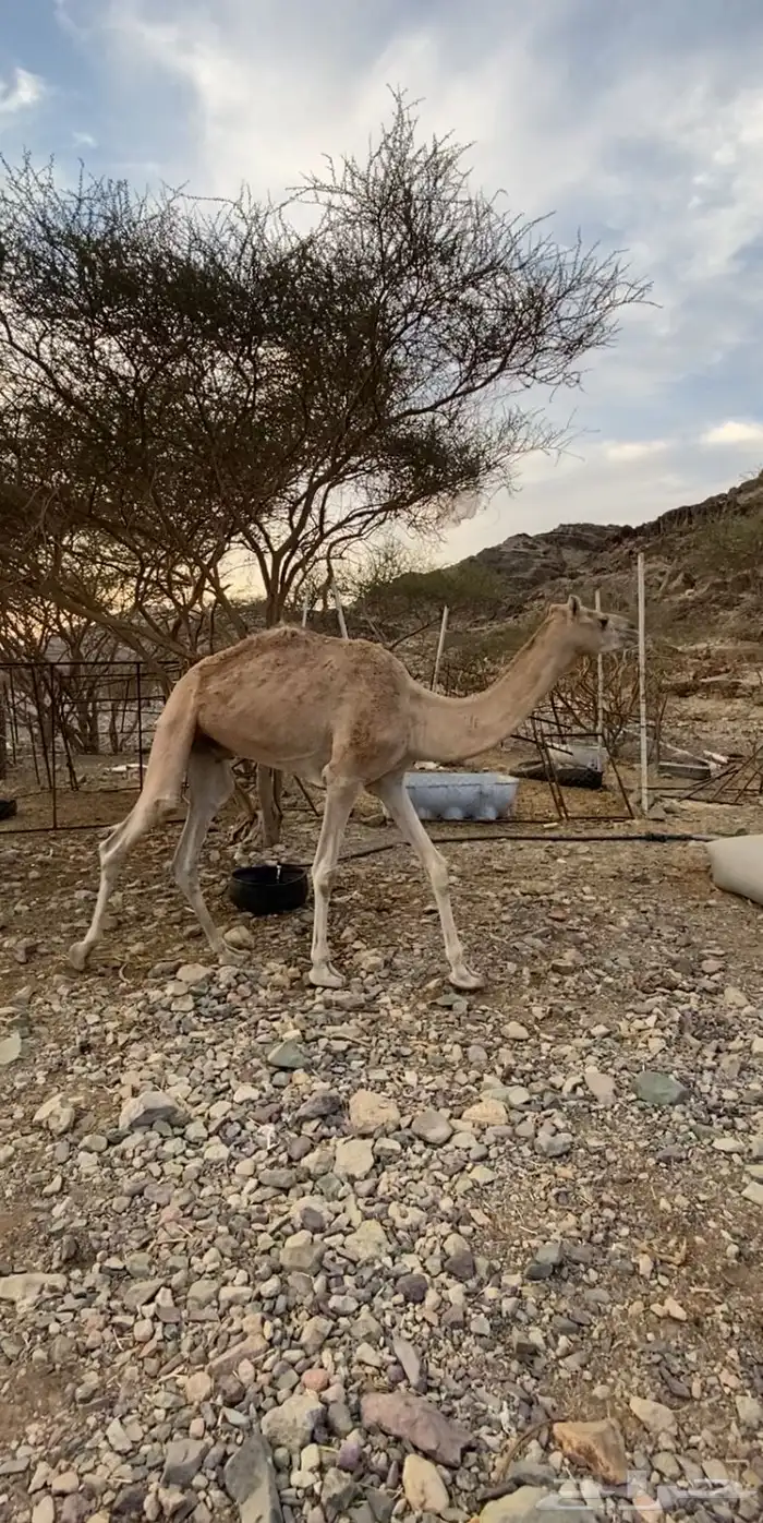 النوع قعود الحاله طيبه 0