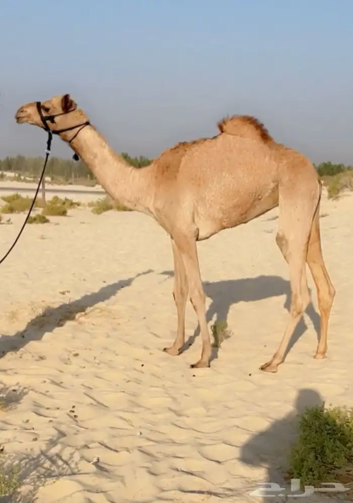 بكره مفروده طيبه ( هجن ) 0