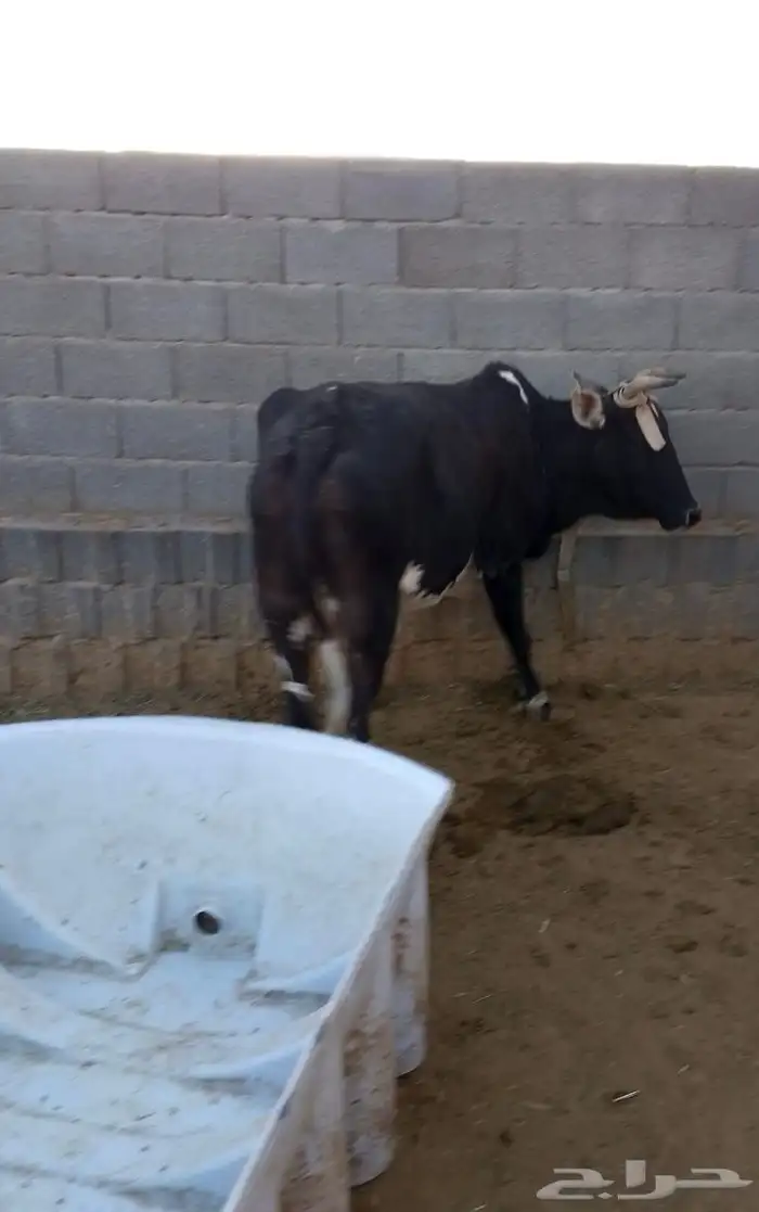 بقرة للبيع 3