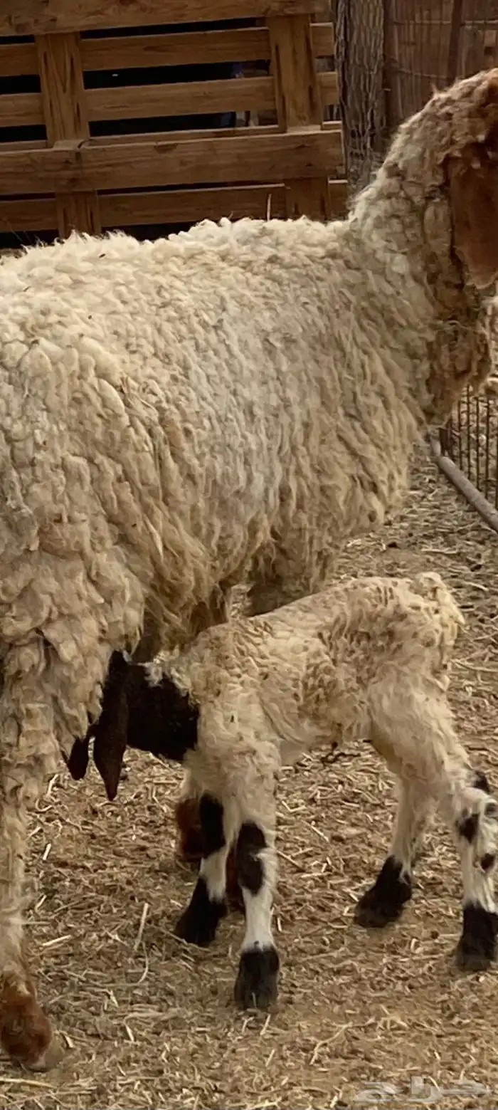 ضان . نعجه نعيميه والد 0