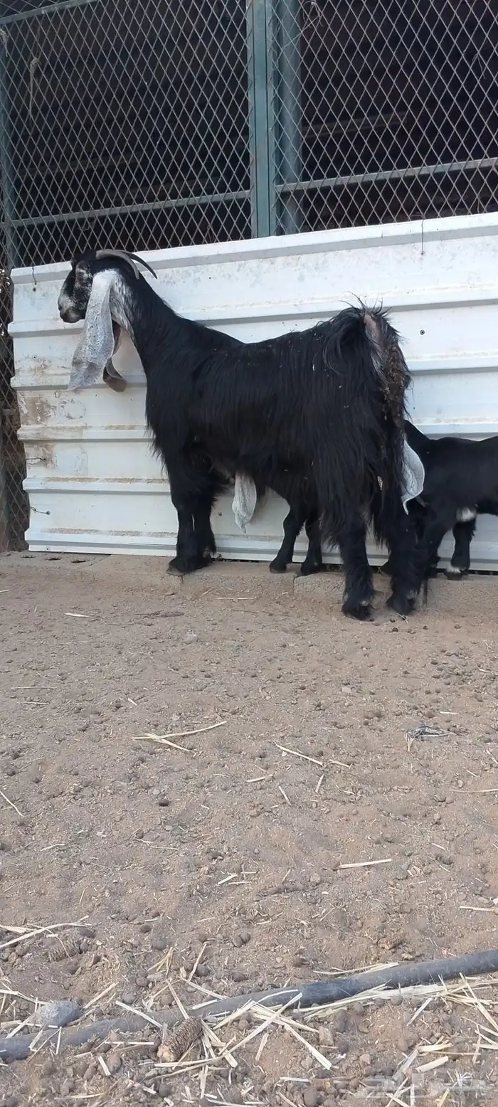 عارضيه صنف الصنف فاخر وحليب وافر 2