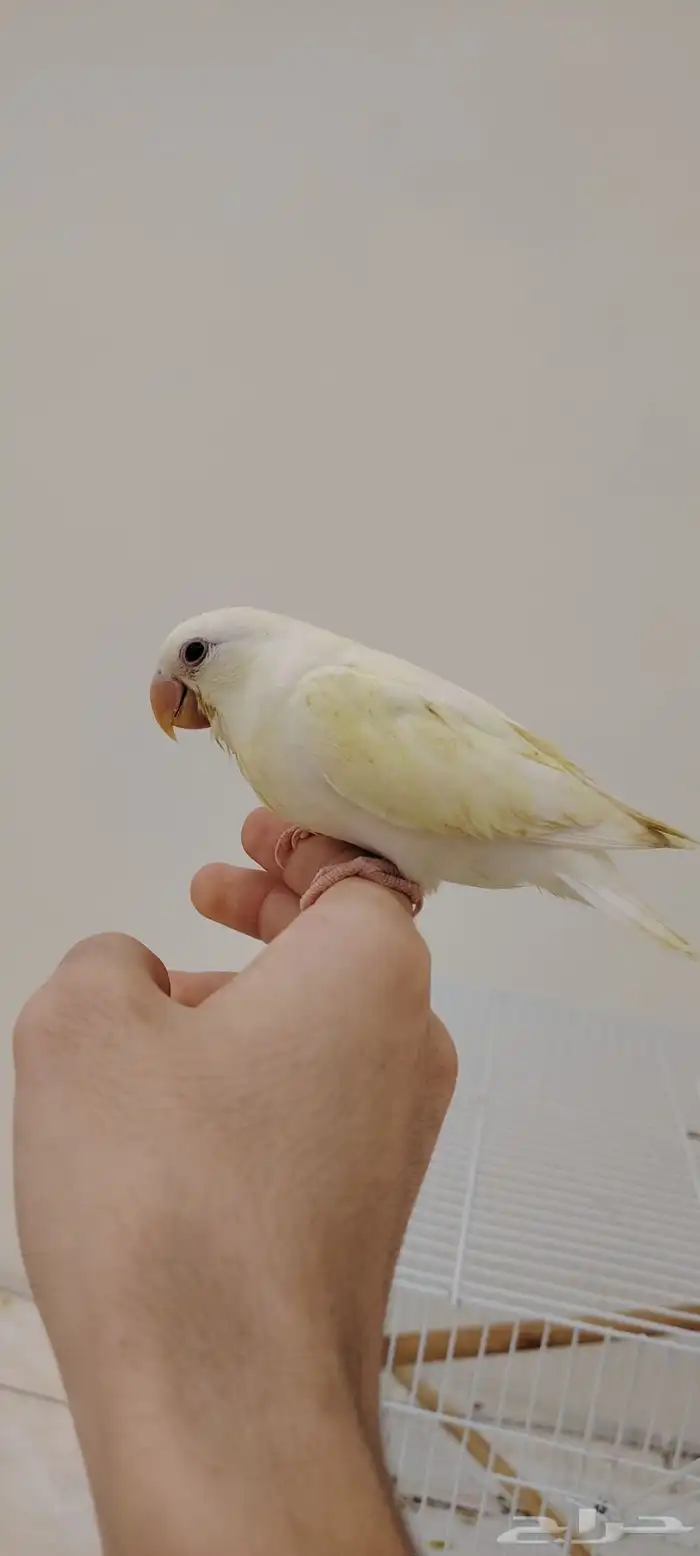 فرخ روز اليف 0