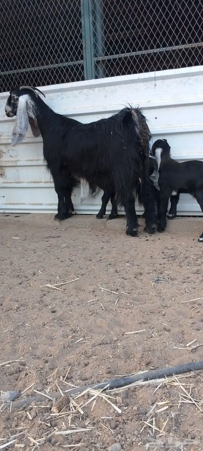 عارضيه صنف الصنف فاخر وحليب وافر 1