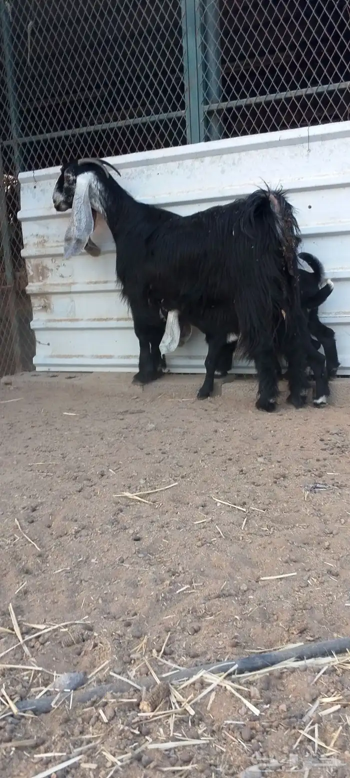 عارضيه صنف الصنف فاخر وحليب وافر 0