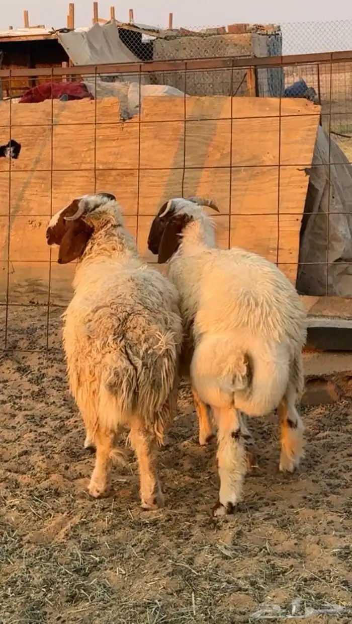 طليان نعيم للبيع 0