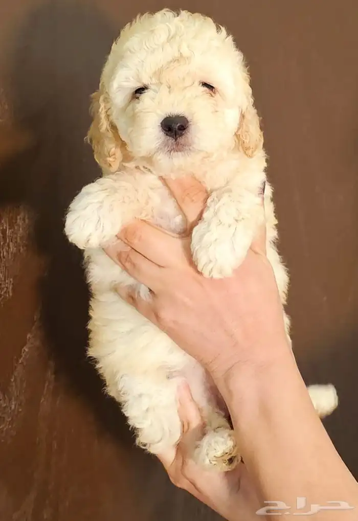 للبيع جراء توي بودل 1