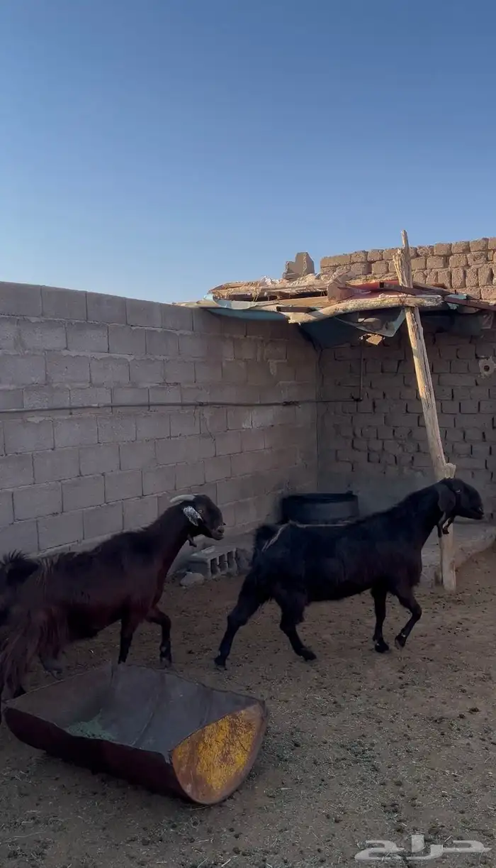 عنزين قبرصيات صنف 1