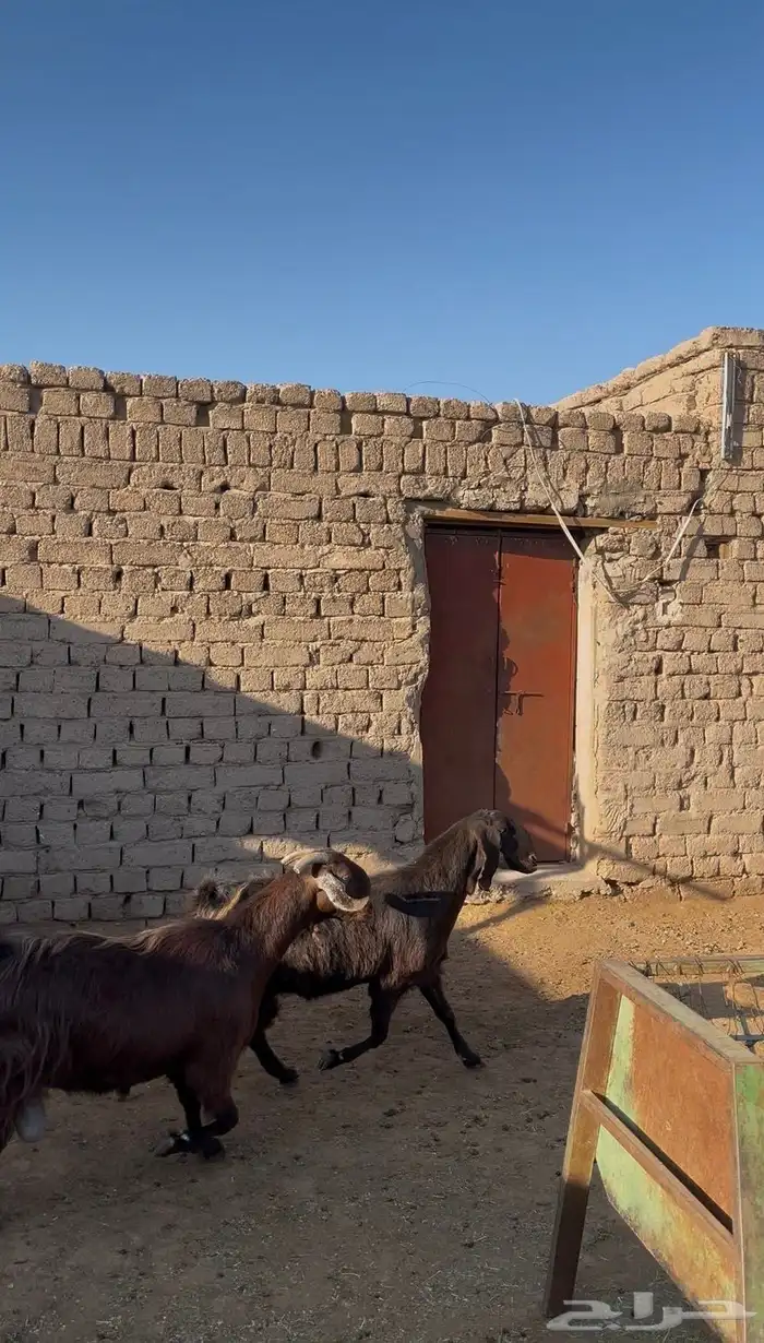 عنزين قبرصيات صنف 3