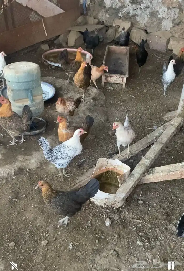 دجاج بلدي وفيومي بشاير 0