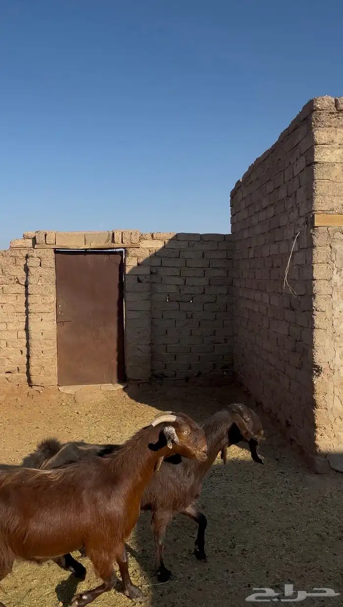 عنزين قبرصيات صنف 2