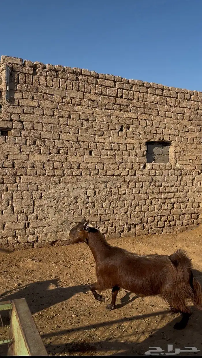 عنزين قبرصيات صنف 5