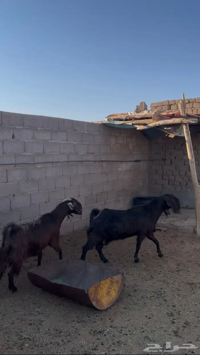 عنزين قبرصيات صنف 0