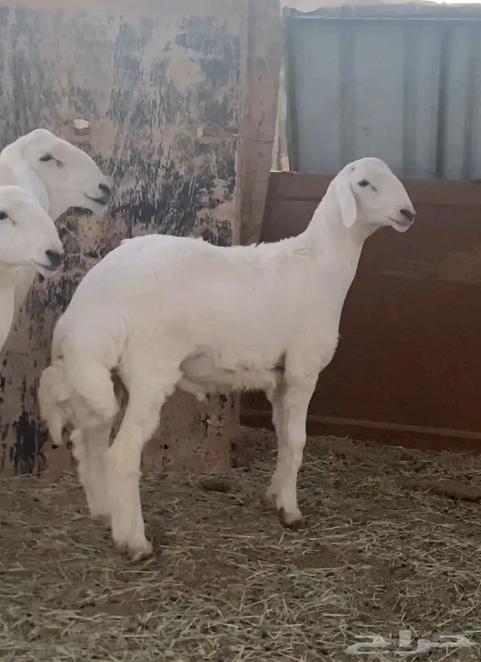 مشاريع فحول حريه صنف 3