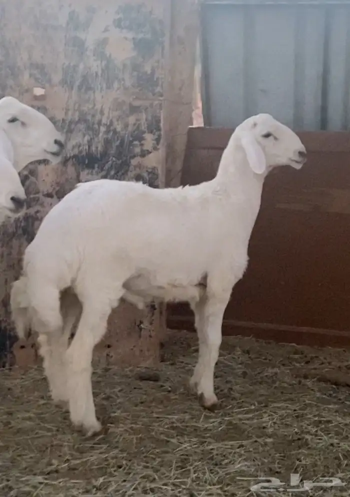 مشاريع فحول حريه صنف 0