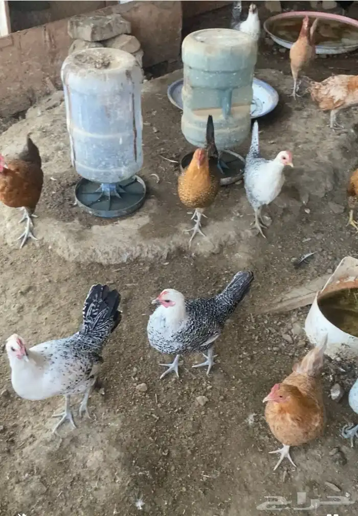 دجاج بلدي وفيومي بشاير 2