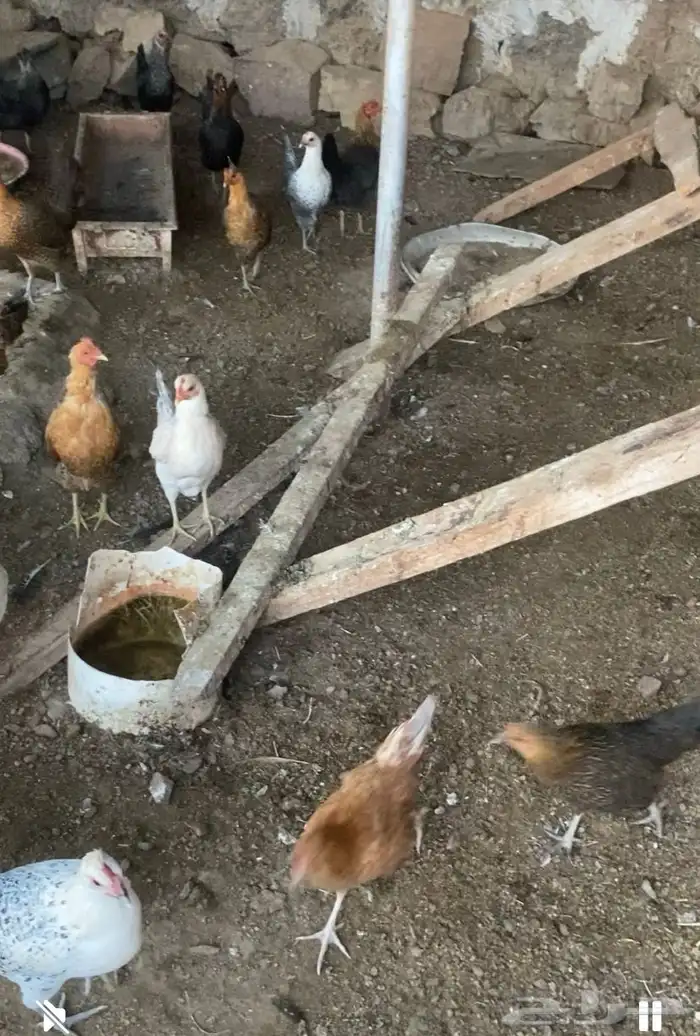 دجاج بلدي وفيومي بشاير 1