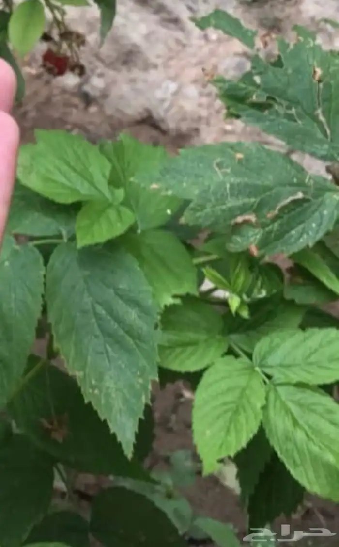 للبيع شتلات توت 0