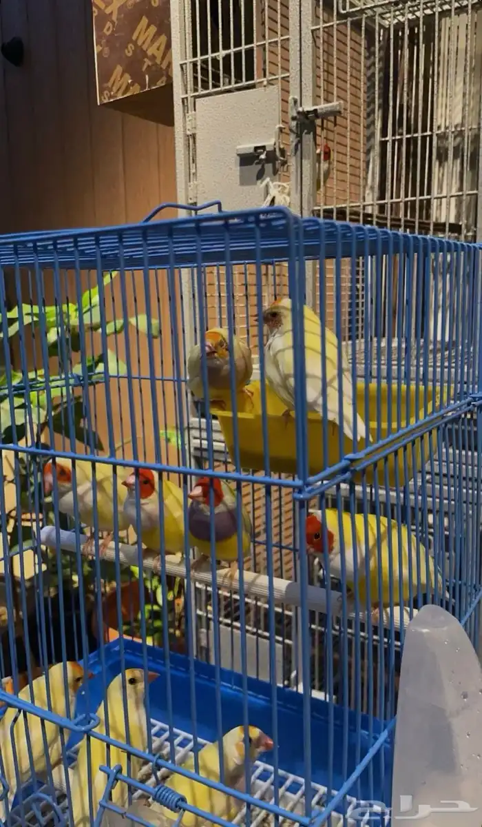 اتبنى جميع انواع الطيور سليم او مريض او منشغل 0