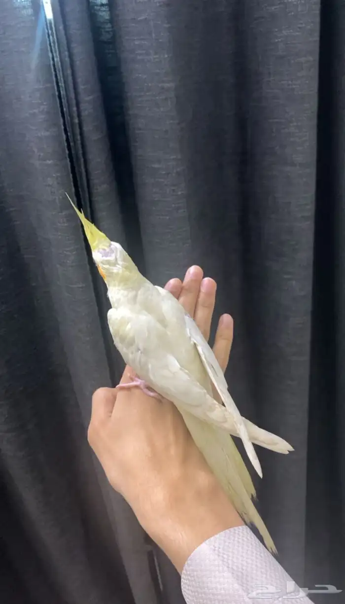 للبيع كروان لاتينو أليف جدا (ليو) يتفاعل بقوة مع صاحبه 0