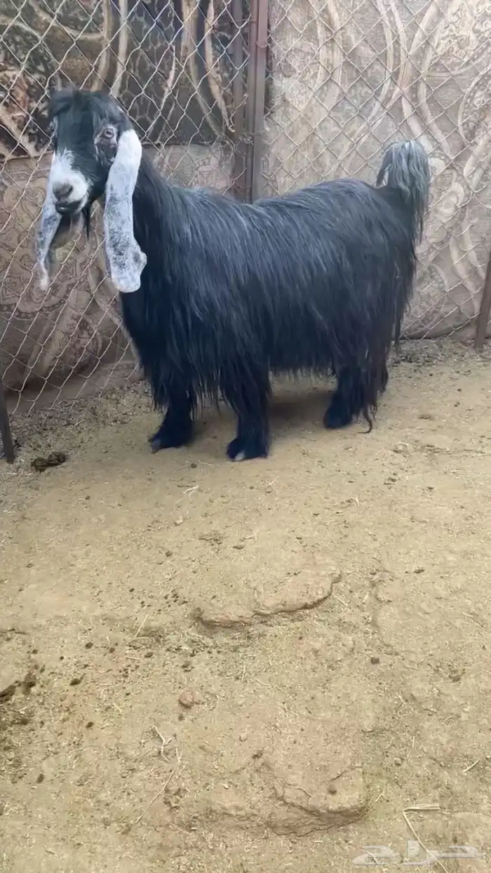 عنز عارضيه صنف 1