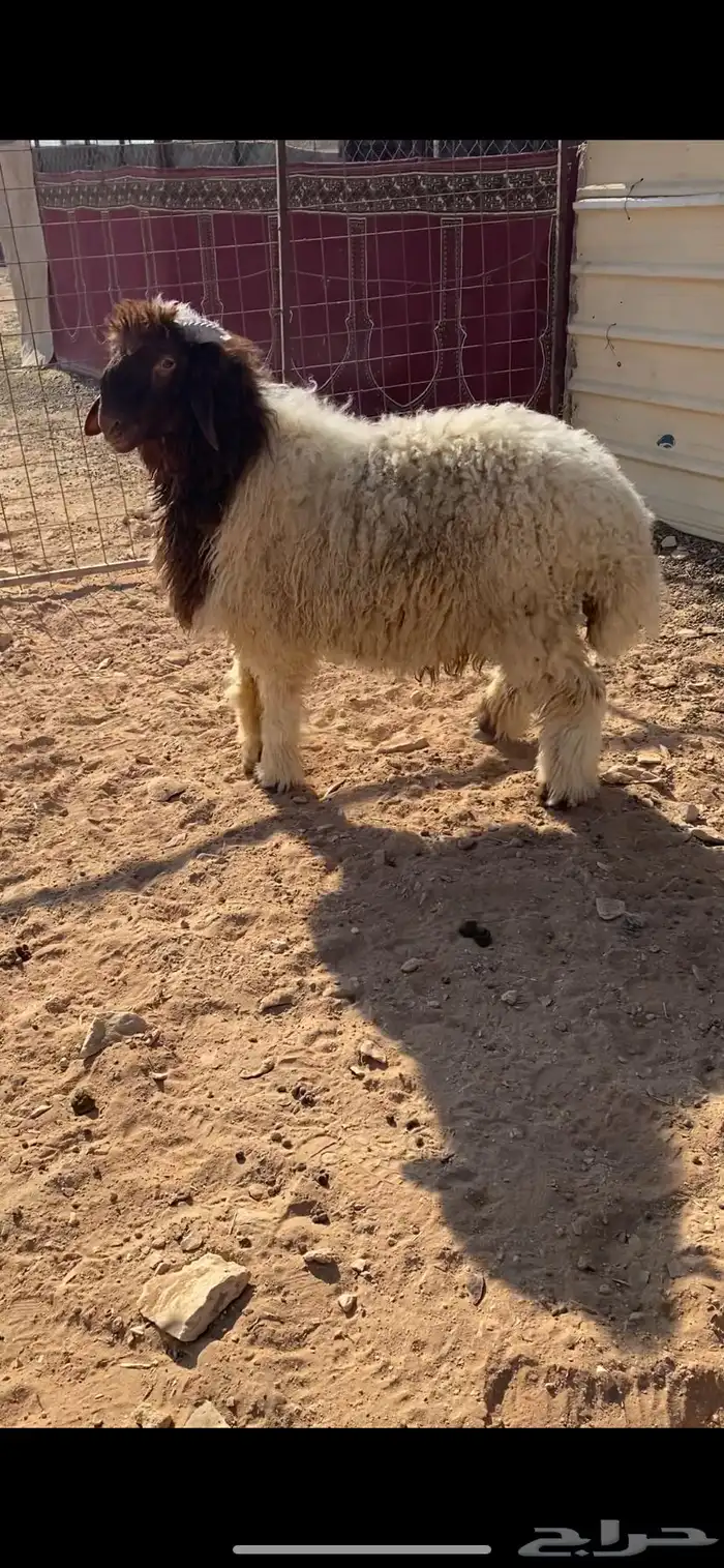 خروف نعيمي 0