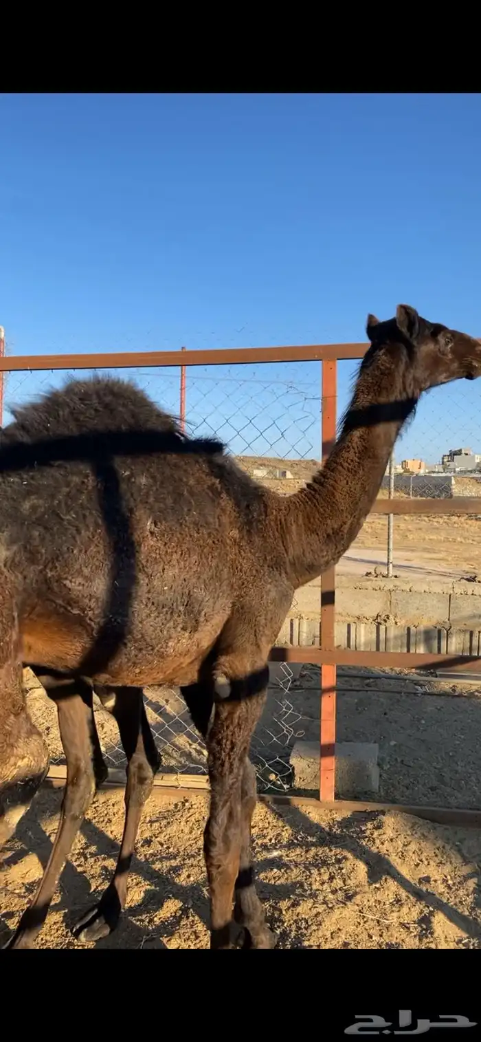 حشوان لبانيه على الحليب جايه اليوم من بيشه بالثمن 0