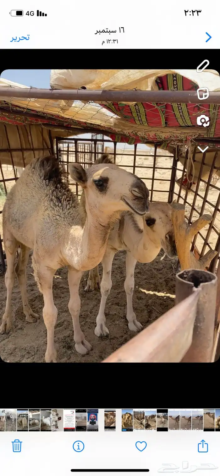 البعير الاشقح المنتج 12