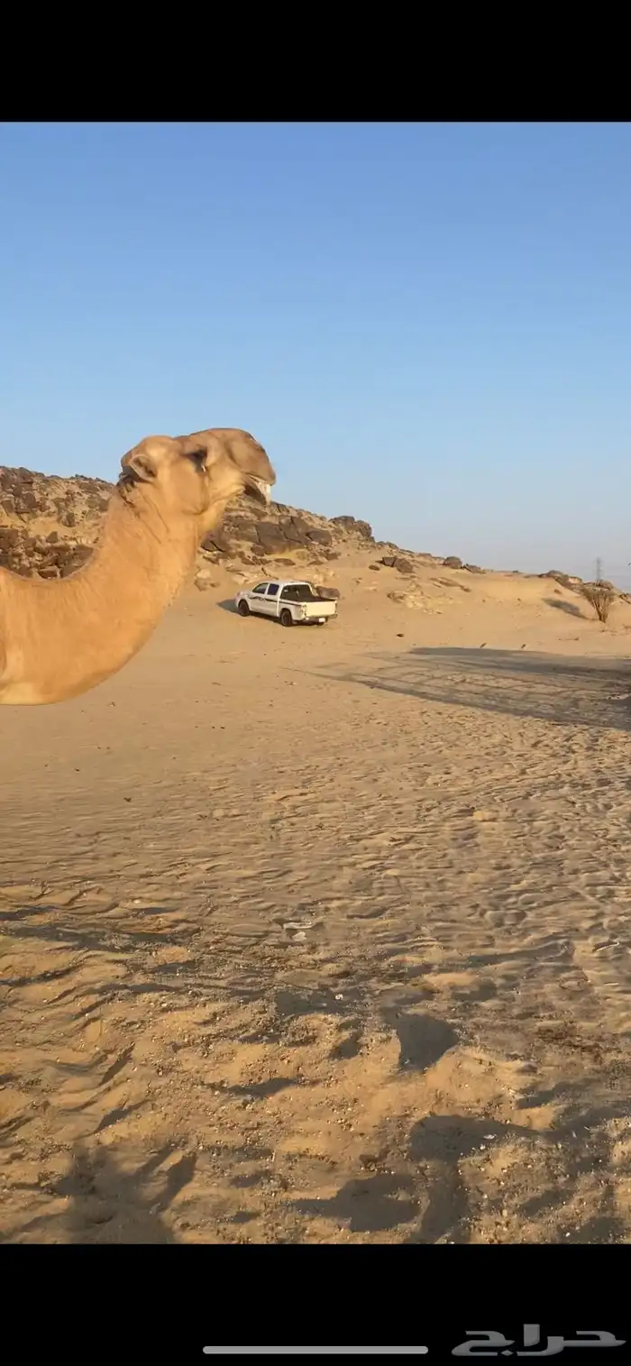 البعير الاشقح المنتج 5