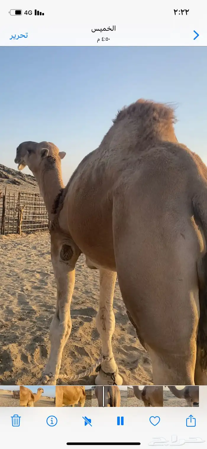 البعير الاشقح المنتج 0