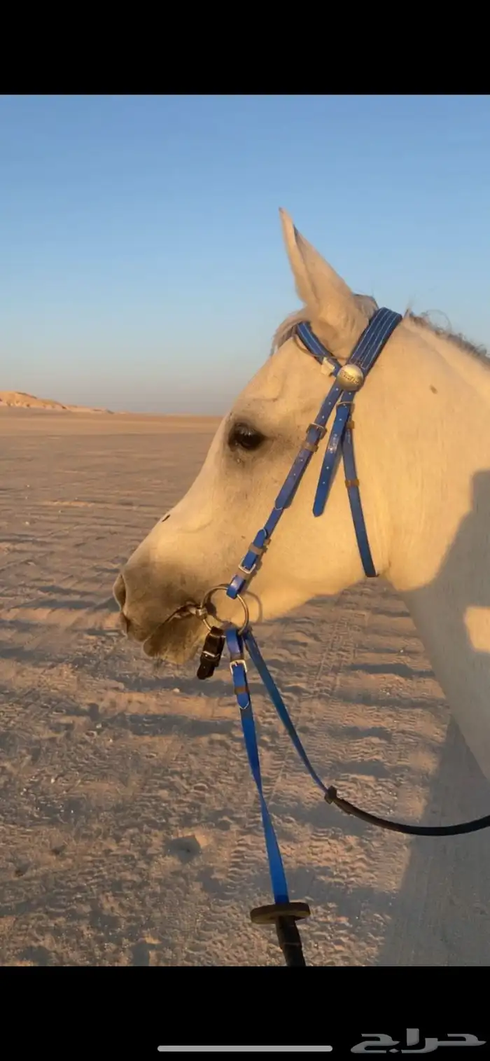 فرس شعبية مع مهر 2