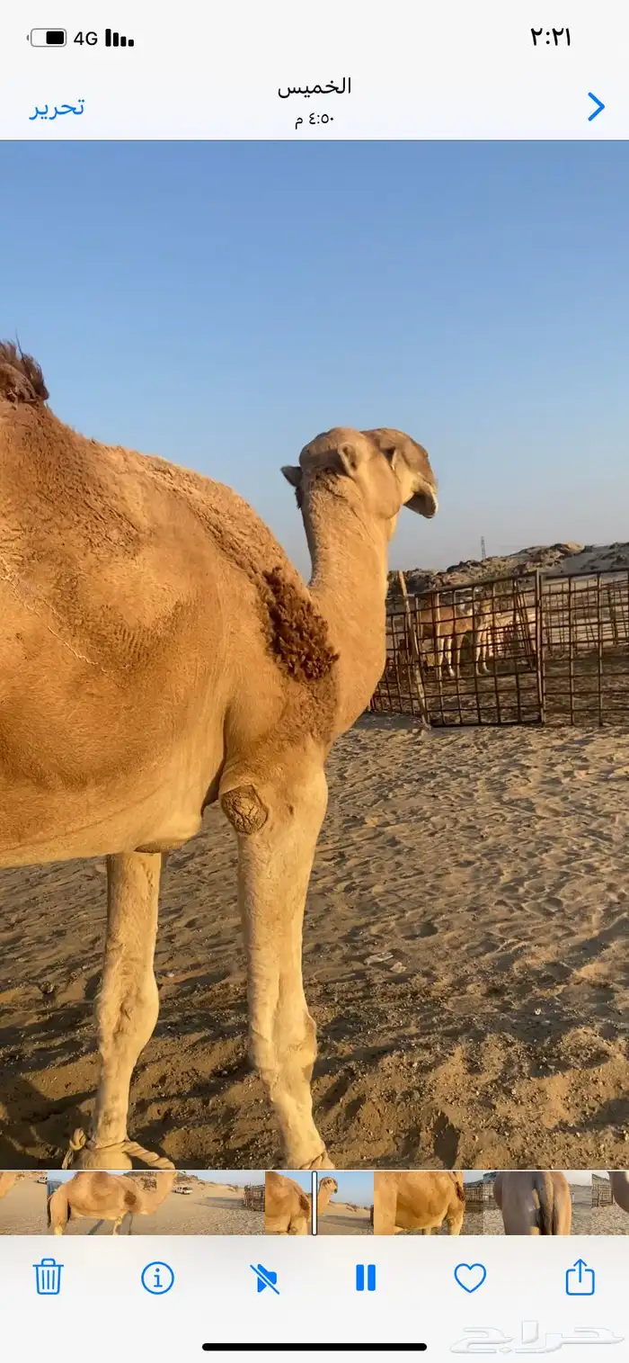 البعير الاشقح المنتج 1