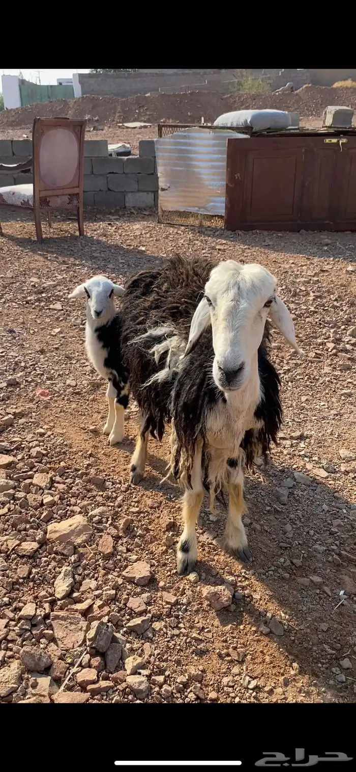 نعجه حجرية بولدها فاخر 0