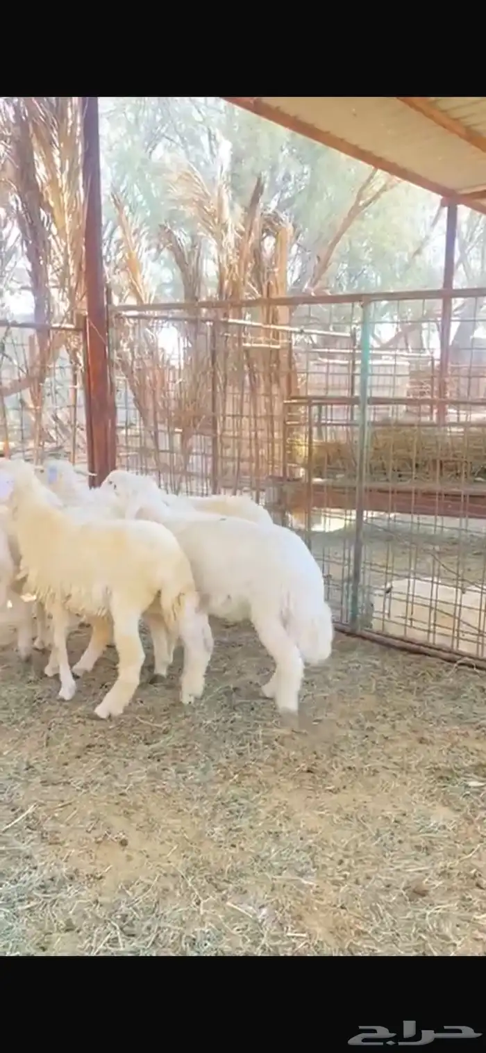 للبيع بهم حري 4 شهور عدد 8 1