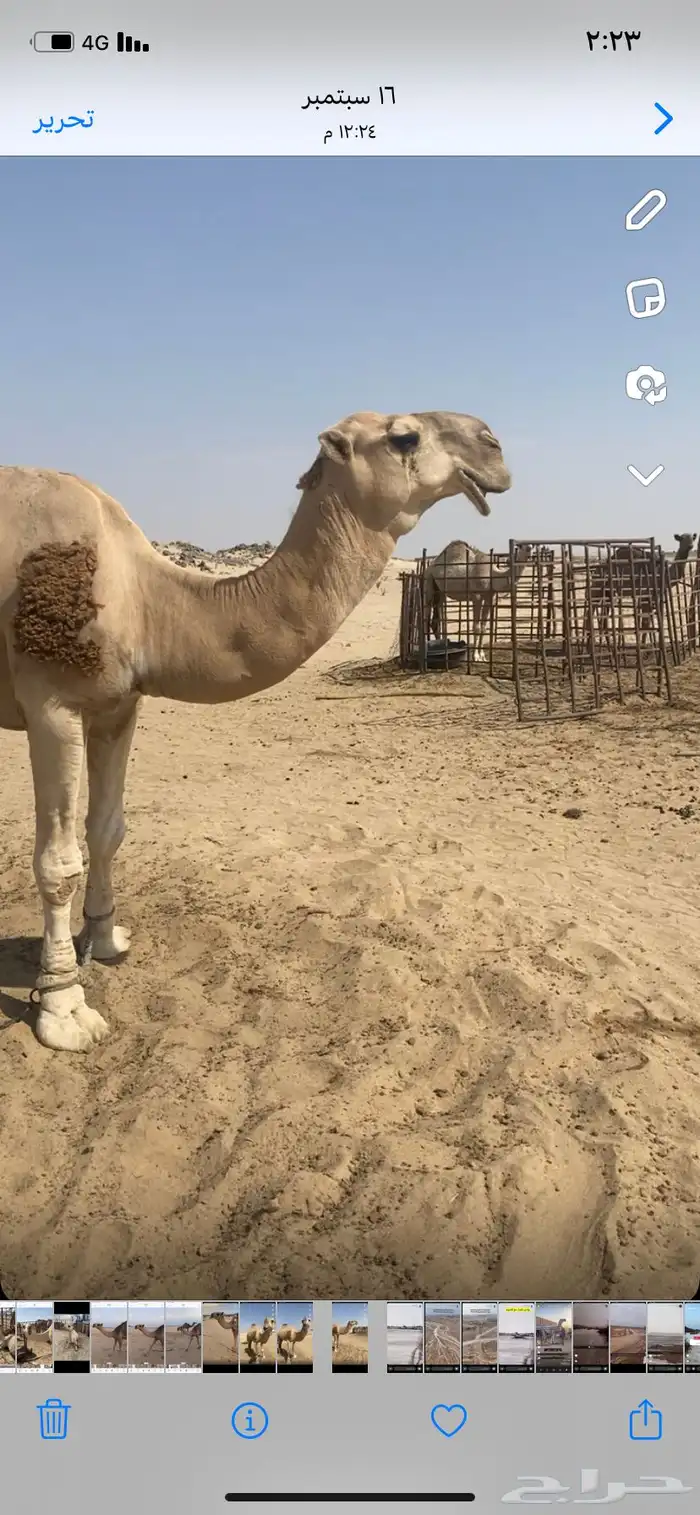 البعير الاشقح المنتج 13