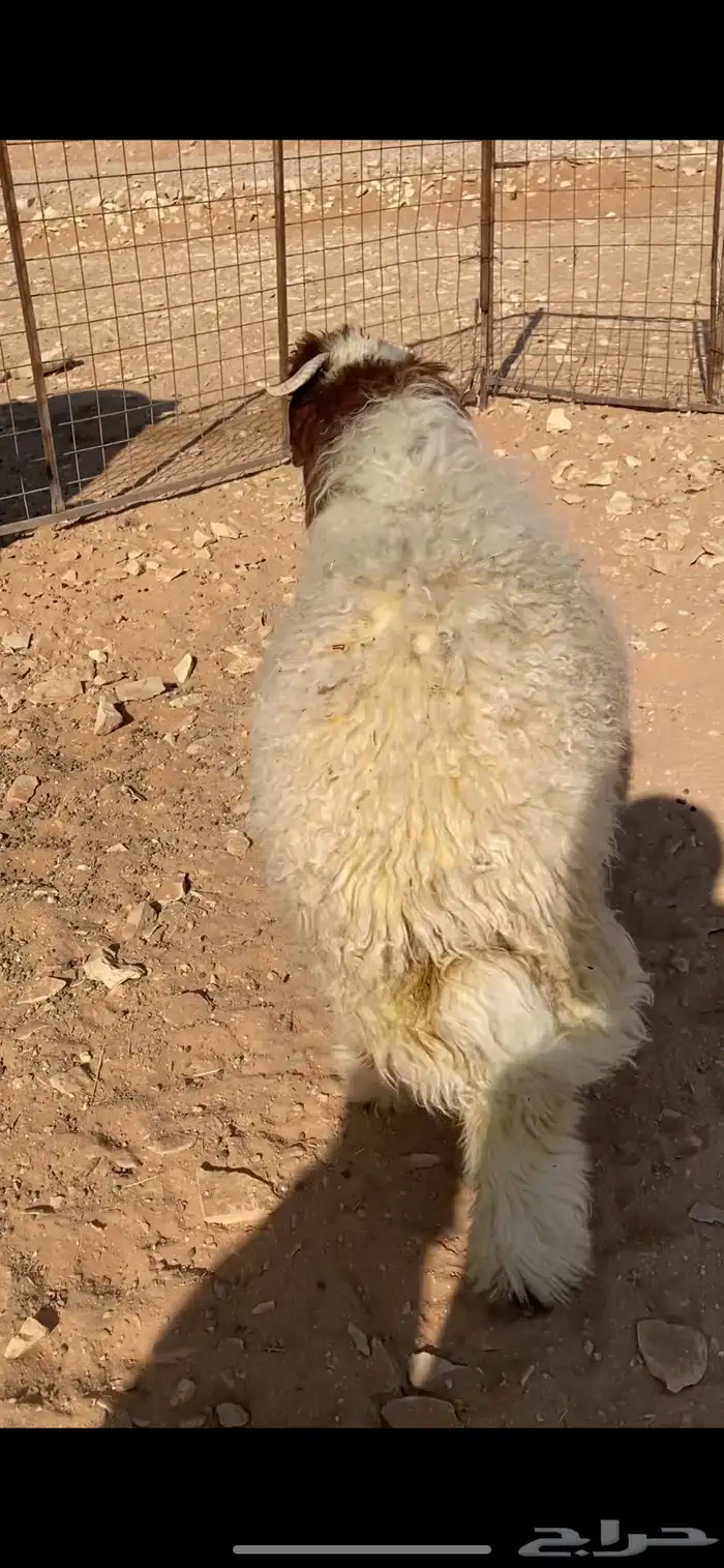 خروف نعيمي 3