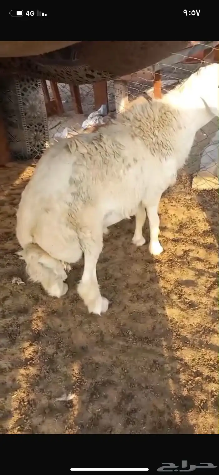 طليان لبيع. العدد 3كلها طلبات 1