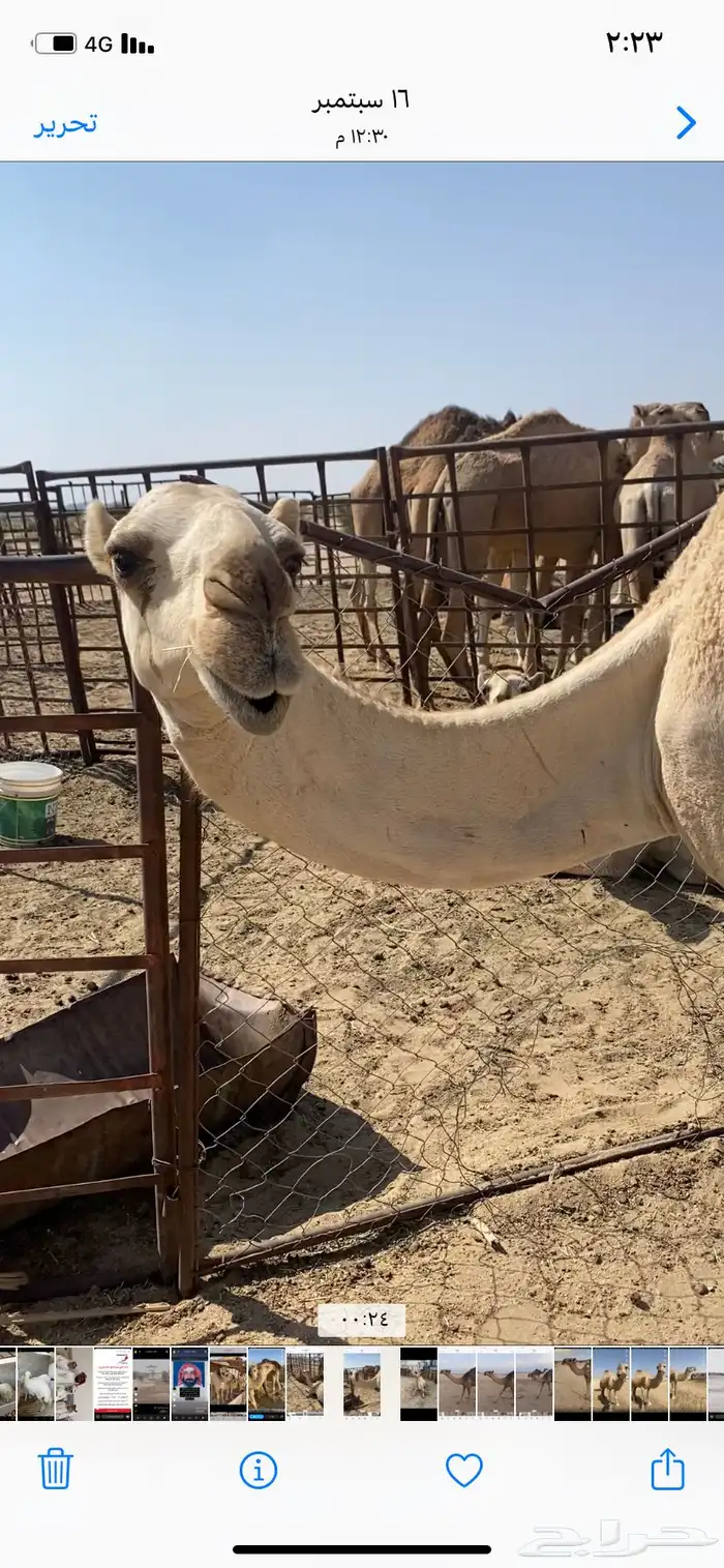 البعير الاشقح المنتج 10