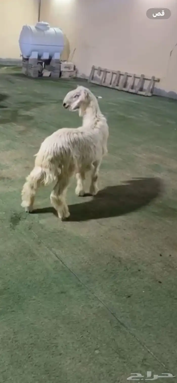 طلي نجدي الرياض حي الشفاء أي مكان نوصل فيه ذبح باقي وحد 2