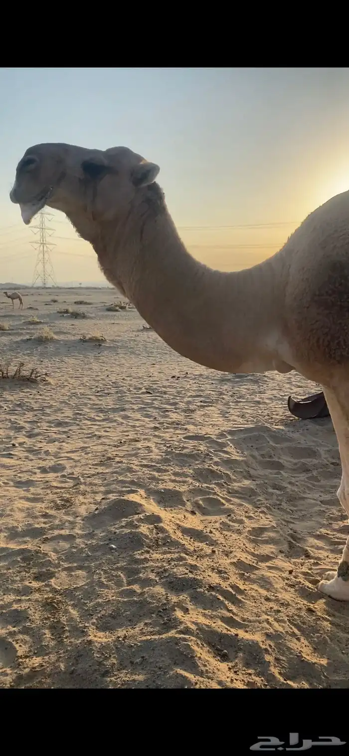 البعير الاشقح المنتج 3