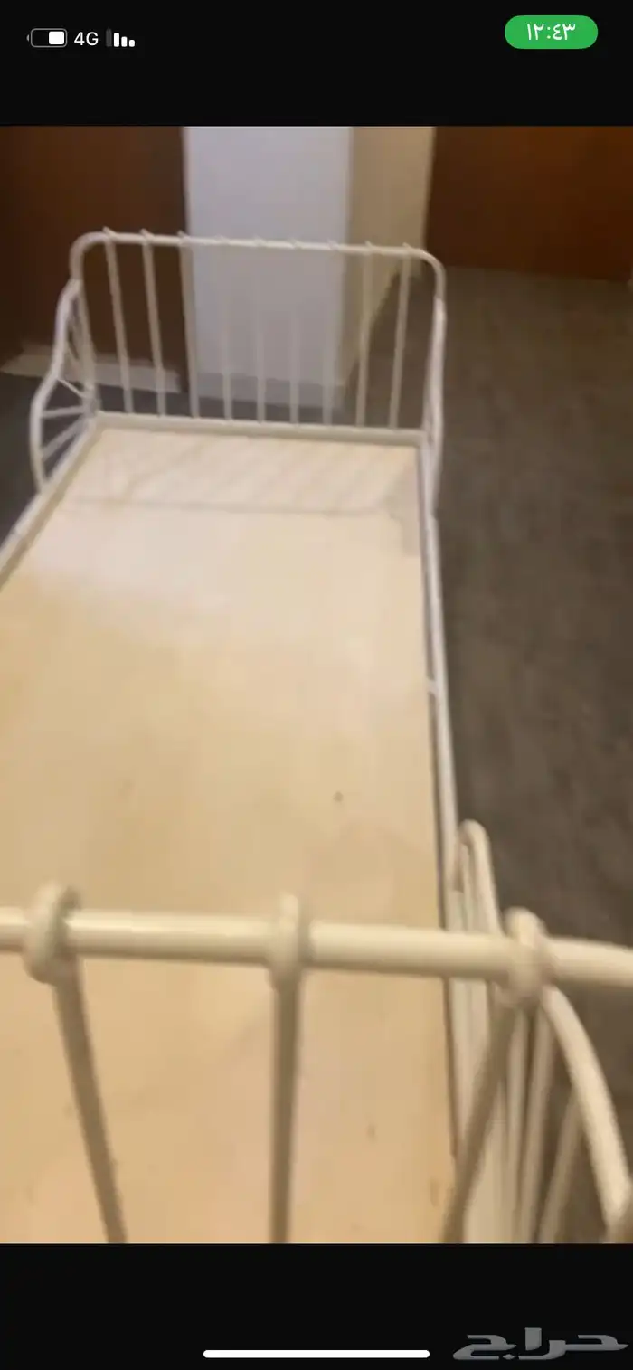 قطه شيرازي عمرها 6 اشهر للبيع ب اغراضها 1